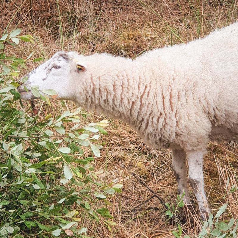ecopaturage moutons sologne o vert