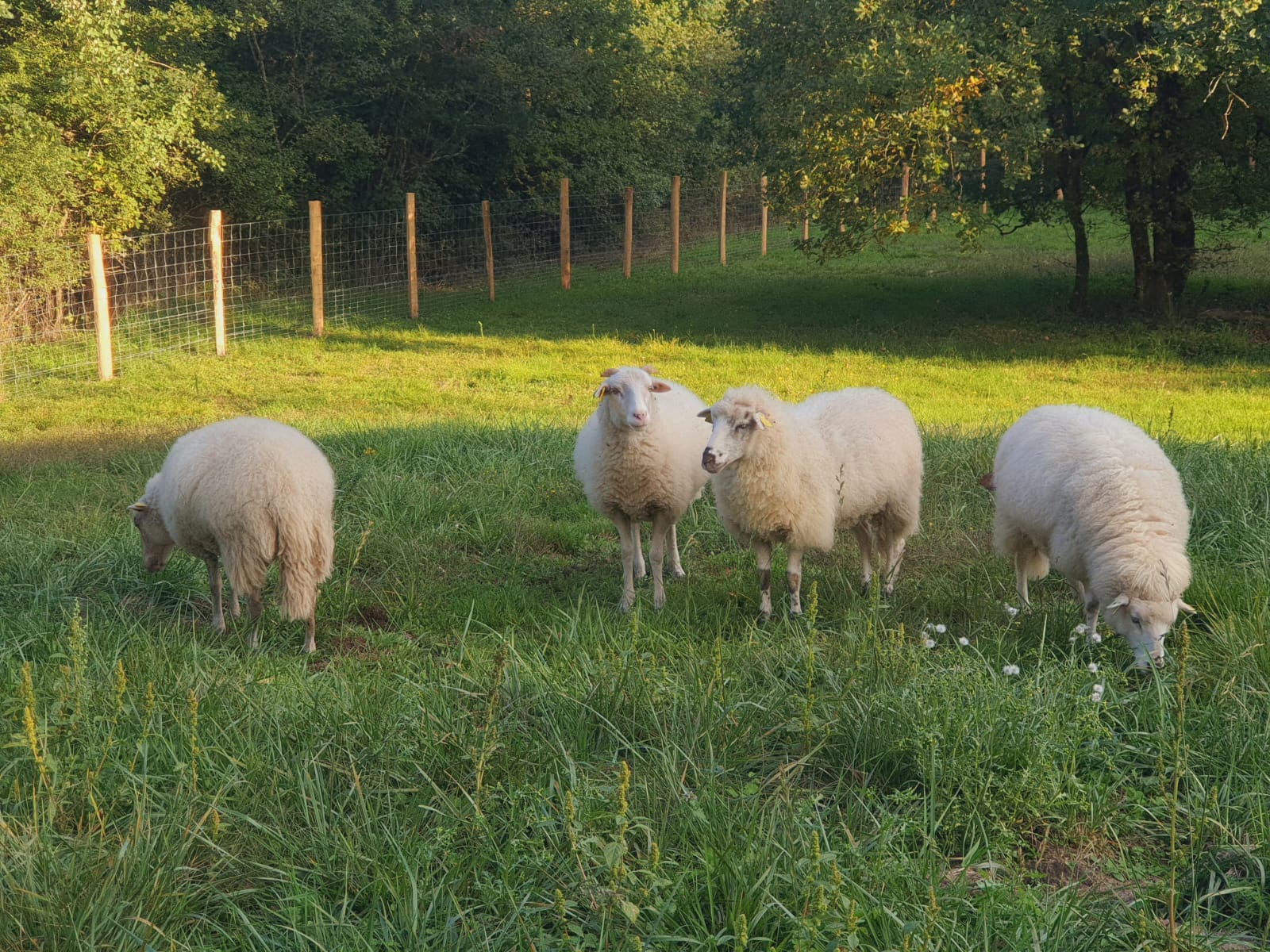 ecopaturage moutons sologne o vert